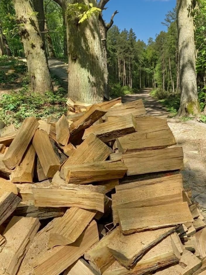 Tas de bûches fraîchement fendues le long d'un chemin forestier.