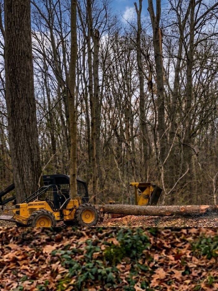 Engin forestier chargeant une grume en sous-bois.