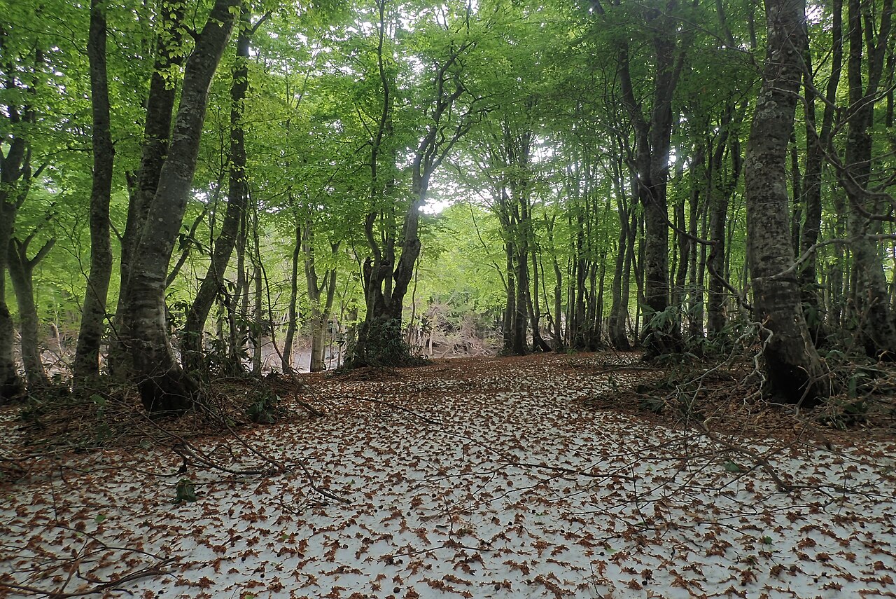 Jeune forêt de hêtres au feuillage vert clair, illustrant l'origine naturelle du bois de chauffage.